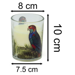 Parrot Palm Boxed Candle | Glass Candle Holder With Scented Candle - Aroma Gift