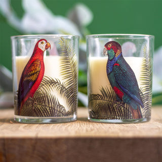 Parrot Palm Boxed Candle | Glass Candle Holder With Scented Candle - Aroma Gift